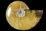 Polished, Agatized Ammonite (Cleoniceras) - Madagascar #119005-1